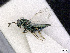  ( - BC-ZSM-HYM-01772-D08)  @13 [ ] CreativeCommons - Attribution Non-Commercial Share-Alike (2015) Stefan Schmidt SNSB, Zoologische Staatssammlung Muenchen