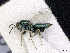  ( - BC-ZSM-HYM-01772-D09)  @13 [ ] CreativeCommons - Attribution Non-Commercial Share-Alike (2015) Stefan Schmidt SNSB, Zoologische Staatssammlung Muenchen