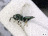  ( - BC-ZSM-HYM-01772-D10)  @13 [ ] CreativeCommons - Attribution Non-Commercial Share-Alike (2015) Stefan Schmidt SNSB, Zoologische Staatssammlung Muenchen
