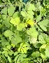  ( - PLT7_ST)  @11 [ ] No Rights Reserved  Unspecified GUJARAT BIOTECHNOLOGY RESEARCH CENTER