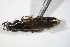  ( - GBOL_Col_FK_09291)  @12 [ ] CreativeCommons - Attribution Non-Commercial Share-Alike (2015) Unspecified SNSB, Zoologische Staatssammlung Muenchen