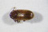  ( - GBOL_Col_FK_09293)  @11 [ ] CreativeCommons - Attribution Non-Commercial Share-Alike (2015) Unspecified SNSB, Zoologische Staatssammlung Muenchen