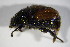  (Anisoplia villosa - GBOL_Col_FK_4500)  @11 [ ] CreativeCommons - Attribution Non-Commercial Share-Alike (2015) Unspecified SNSB, Zoologische Staatssammlung Muenchen