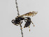  ( - BC ZSM HYM 11053)  @12 [ ] CreativeCommons - Attribution Non-Commercial Share-Alike (2018) SNSB, Staatliche Naturwissenschaftliche Sammlungen Bayerns ZSM (SNSB, Zoologische Staatssammlung Muenchen)