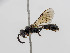  ( - BC ZSM HYM 11054)  @12 [ ] CreativeCommons - Attribution Non-Commercial Share-Alike (2018) SNSB, Staatliche Naturwissenschaftliche Sammlungen Bayerns ZSM (SNSB, Zoologische Staatssammlung Muenchen)