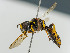  (Ectemnius lituratus - BC ZSM HYM 11059)  @14 [ ] CreativeCommons - Attribution Non-Commercial Share-Alike (2018) SNSB, Staatliche Naturwissenschaftliche Sammlungen Bayerns ZSM (SNSB, Zoologische Staatssammlung Muenchen)