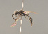  ( - BC ZSM HYM 11960)  @13 [ ] CreativeCommons - Attribution Non-Commercial Share-Alike (2014) Stefan Schmidt SNSB, Zoologische Staatssammlung Muenchen