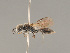  ( - BC ZSM HYM 11961)  @14 [ ] CreativeCommons - Attribution Non-Commercial Share-Alike (2014) Stefan Schmidt SNSB, Zoologische Staatssammlung Muenchen