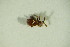 ( - GBOL07387)  @12 [ ] CreativeCommons - Attribution Non-Commercial Share-Alike (2015) Unspecified SNSB, Zoologische Staatssammlung Muenchen