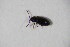  ( - GBOL_Col_FK_10199)  @11 [ ] CreativeCommons - Attribution Non-Commercial Share-Alike (2015) Unspecified SNSB, Zoologische Staatssammlung Muenchen