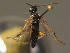  ( - BC ZSM HYM 11207)  @11 [ ] CreativeCommons - Attribution Non-Commercial Share-Alike (2015) Unspecified SNSB, Zoologische Staatssammlung Muenchen