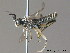  ( - BC ZSM HYM 11981)  @14 [ ] CreativeCommons - Attribution Non-Commercial Share-Alike (2012) Stefan Schmidt SNSB, Zoologische Staatssammlung Muenchen