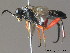  ( - BC ZSM HYM 11982)  @13 [ ] CreativeCommons - Attribution Non-Commercial Share-Alike (2012) Stefan Schmidt SNSB, Zoologische Staatssammlung Muenchen