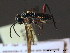  ( - BC ZSM HYM 11992)  @11 [ ] CreativeCommons - Attribution Non-Commercial Share-Alike (2012) Stefan Schmidt SNSB, Zoologische Staatssammlung Muenchen
