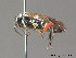  ( - BC ZSM HYM 11994)  @11 [ ] CreativeCommons - Attribution Non-Commercial Share-Alike (2012) Stefan Schmidt SNSB, Zoologische Staatssammlung Muenchen