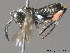  ( - BC ZSM HYM 11995)  @11 [ ] CreativeCommons - Attribution Non-Commercial Share-Alike (2012) Stefan Schmidt SNSB, Zoologische Staatssammlung Muenchen