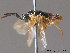  ( - BC ZSM HYM 12004)  @12 [ ] CreativeCommons - Attribution Non-Commercial Share-Alike (2012) Stefan Schmidt SNSB, Zoologische Staatssammlung Muenchen
