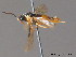  ( - BC ZSM HYM 12005)  @12 [ ] CreativeCommons - Attribution Non-Commercial Share-Alike (2012) Stefan Schmidt SNSB, Zoologische Staatssammlung Muenchen