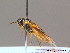  ( - BC ZSM HYM 12467)  @13 [ ] CreativeCommons - Attribution Non-Commercial Share-Alike (2012) Stefan Schmidt SNSB, Zoologische Staatssammlung Muenchen
