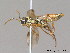  ( - BC ZSM HYM 12570)  @13 [ ] CreativeCommons - Attribution Non-Commercial Share-Alike (2012) Stefan Schmidt SNSB, Zoologische Staatssammlung Muenchen