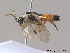  ( - BC ZSM HYM 12571)  @11 [ ] CreativeCommons - Attribution Non-Commercial Share-Alike (2012) Stefan Schmidt SNSB, Zoologische Staatssammlung Muenchen