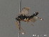  ( - BC ZSM HYM 12594)  @11 [ ] CreativeCommons - Attribution Non-Commercial Share-Alike (2012) Stefan Schmidt SNSB, Zoologische Staatssammlung Muenchen