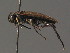  ( - BC ZSM HYM 13540)  @12 [ ] CreativeCommons - Attribution Non-Commercial Share-Alike (2015) Unspecified SNSB, Zoologische Staatssammlung Muenchen