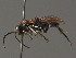  ( - BC ZSM HYM 13542)  @13 [ ] CreativeCommons - Attribution Non-Commercial Share-Alike (2015) Unspecified SNSB, Zoologische Staatssammlung Muenchen