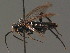  ( - BC ZSM HYM 13543)  @13 [ ] CreativeCommons - Attribution Non-Commercial Share-Alike (2015) Unspecified SNSB, Zoologische Staatssammlung Muenchen
