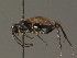  ( - BC ZSM HYM 13544)  @12 [ ] CreativeCommons - Attribution Non-Commercial Share-Alike (2015) Unspecified SNSB, Zoologische Staatssammlung Muenchen