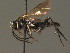  ( - BC ZSM HYM 13546)  @13 [ ] CreativeCommons - Attribution Non-Commercial Share-Alike (2015) Unspecified SNSB, Zoologische Staatssammlung Muenchen