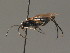  ( - BC ZSM HYM 13552)  @13 [ ] CreativeCommons - Attribution Non-Commercial Share-Alike (2015) Unspecified SNSB, Zoologische Staatssammlung Muenchen