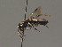  ( - BC ZSM HYM 13555)  @12 [ ] CreativeCommons - Attribution Non-Commercial Share-Alike (2015) Unspecified SNSB, Zoologische Staatssammlung Muenchen