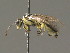  ( - BC ZSM HYM 13558)  @12 [ ] CreativeCommons - Attribution Non-Commercial Share-Alike (2015) Unspecified SNSB, Zoologische Staatssammlung Muenchen