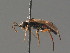  ( - BC ZSM HYM 13559)  @11 [ ] CreativeCommons - Attribution Non-Commercial Share-Alike (2015) Unspecified SNSB, Zoologische Staatssammlung Muenchen