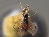  ( - BC ZSM HYM 13560)  @13 [ ] CreativeCommons - Attribution Non-Commercial Share-Alike (2015) Unspecified SNSB, Zoologische Staatssammlung Muenchen