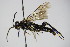  ( - BC ZSM HYM 15014)  @13 [ ] CreativeCommons - Attribution Non-Commercial Share-Alike (2015) Unspecified SNSB, Zoologische Staatssammlung Muenchen