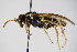  ( - BC ZSM HYM 15023)  @13 [ ] CreativeCommons - Attribution Non-Commercial Share-Alike (2015) Unspecified SNSB, Zoologische Staatssammlung Muenchen