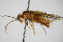  ( - BC ZSM HYM 15036)  @13 [ ] CreativeCommons - Attribution Non-Commercial Share-Alike (2015) Unspecified SNSB, Zoologische Staatssammlung Muenchen