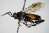  ( - BC ZSM HYM 15053)  @13 [ ] CreativeCommons - Attribution Non-Commercial Share-Alike (2015) Unspecified SNSB, Zoologische Staatssammlung Muenchen