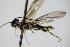  ( - BC ZSM HYM 15068)  @11 [ ] CreativeCommons - Attribution Non-Commercial Share-Alike (2015) Unspecified SNSB, Zoologische Staatssammlung Muenchen