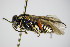  ( - BC ZSM HYM 15075)  @11 [ ] CreativeCommons - Attribution Non-Commercial Share-Alike (2015) Unspecified SNSB, Zoologische Staatssammlung Muenchen