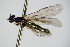  ( - BC ZSM HYM 15082)  @11 [ ] CreativeCommons - Attribution Non-Commercial Share-Alike (2015) Unspecified SNSB, Zoologische Staatssammlung Muenchen