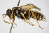  ( - BC ZSM HYM 15089)  @13 [ ] CreativeCommons - Attribution Non-Commercial Share-Alike (2015) Unspecified SNSB, Zoologische Staatssammlung Muenchen