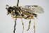  ( - BC ZSM HYM 15091)  @13 [ ] CreativeCommons - Attribution Non-Commercial Share-Alike (2015) Unspecified SNSB, Zoologische Staatssammlung Muenchen