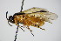  (Arge ochropus - BC ZSM HYM 15093)  @14 [ ] CreativeCommons - Attribution Non-Commercial Share-Alike (2015) Unspecified SNSB, Zoologische Staatssammlung Muenchen