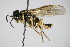  ( - BC ZSM HYM 15103)  @13 [ ] CreativeCommons - Attribution Non-Commercial Share-Alike (2015) Unspecified SNSB, Zoologische Staatssammlung Muenchen