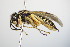  ( - BC ZSM HYM 15116)  @13 [ ] CreativeCommons - Attribution Non-Commercial Share-Alike (2015) Unspecified SNSB, Zoologische Staatssammlung Muenchen
