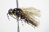  ( - BC ZSM HYM 15127)  @13 [ ] CreativeCommons - Attribution Non-Commercial Share-Alike (2015) Unspecified SNSB, Zoologische Staatssammlung Muenchen