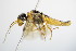  (Pamphilius alternans - BC ZSM HYM 15186)  @13 [ ] CreativeCommons - Attribution Non-Commercial Share-Alike (2015) Unspecified SNSB, Zoologische Staatssammlung Muenchen